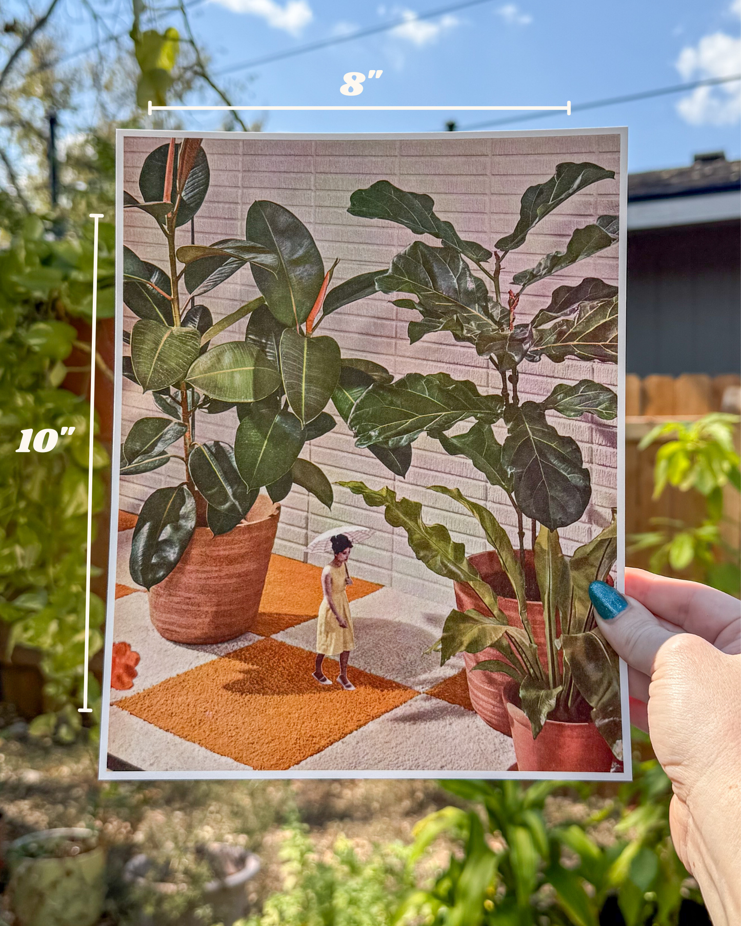 House Plants