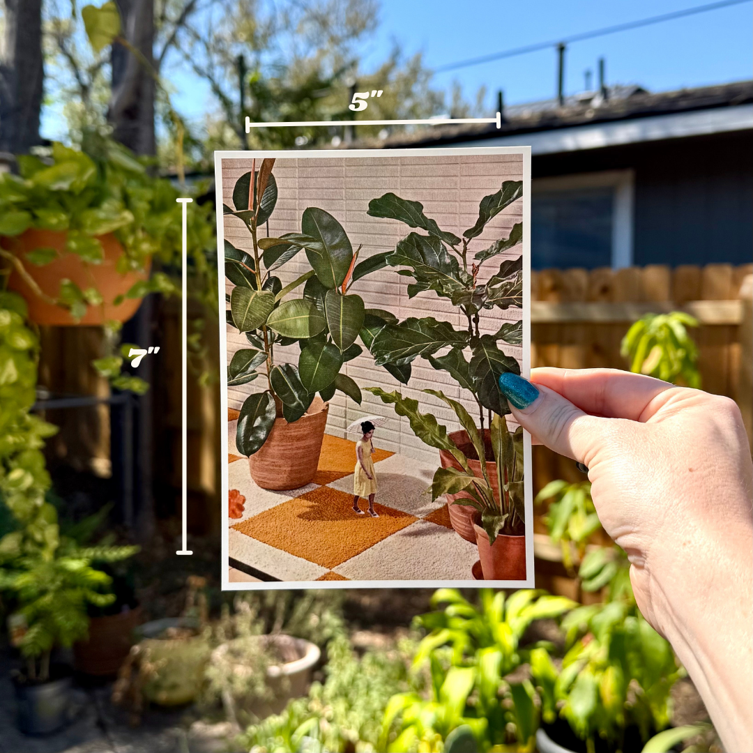 House Plants