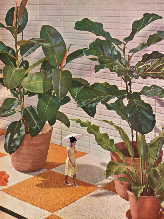 House Plants